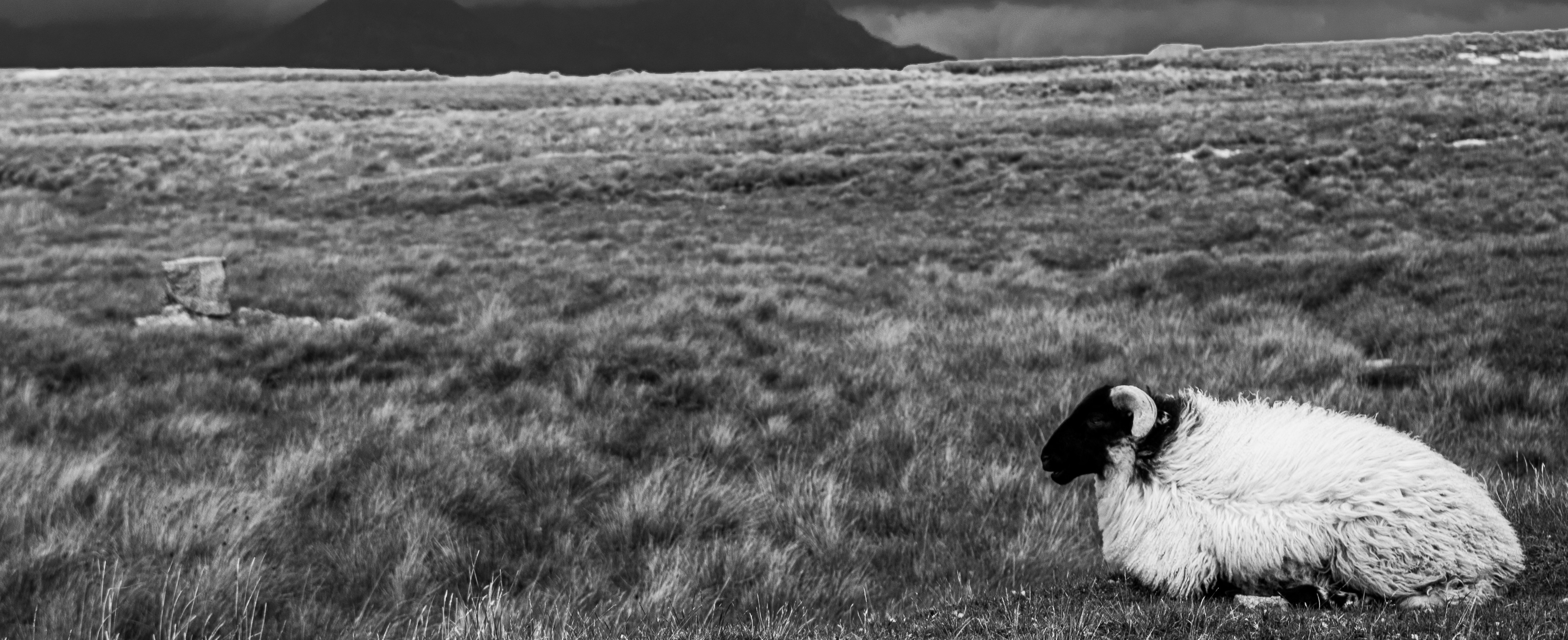 All the Animals: Short Fiction about Multispecies Families